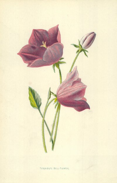 Flor de campana turbinate de Frederick Edward Hulme