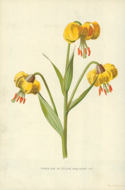 Lirio martagón amarillo de Frederick Edward Hulme