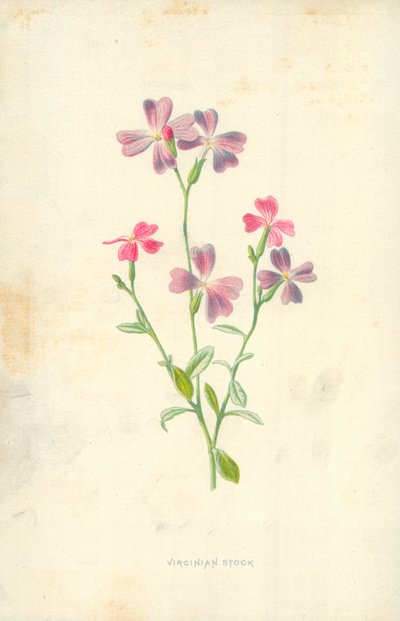Stock de Virginia de Frederick Edward Hulme