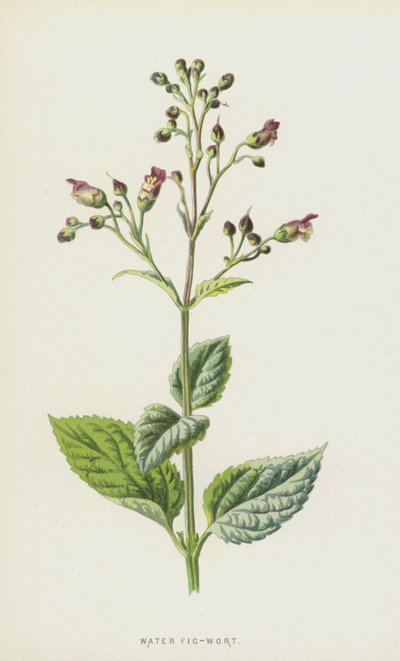 Scrofularia de agua de Frederick Edward Hulme
