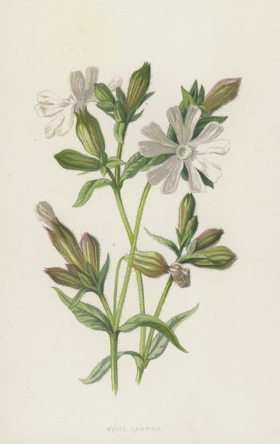 Campion blanco de Frederick Edward Hulme