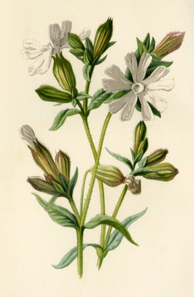 Campion blanco, 1877 de Frederick Edward Hulme