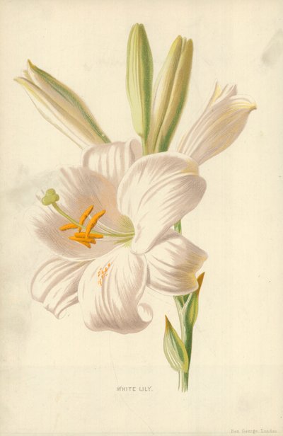 Lirio Blanco de Frederick Edward Hulme