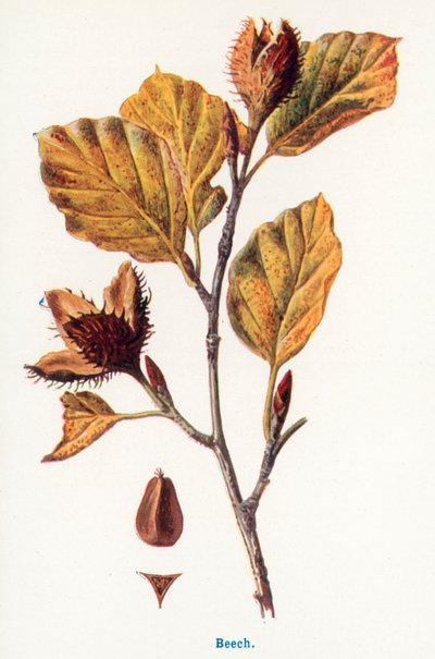  de Frederick Edward Hulme