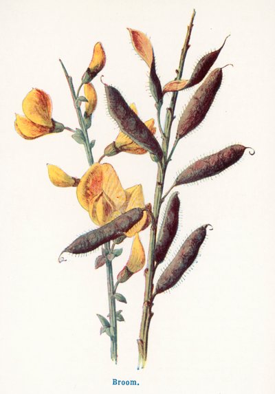  de Frederick Edward Hulme