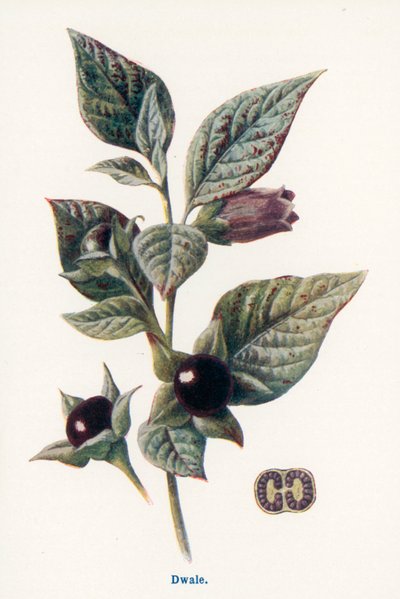  de Frederick Edward Hulme