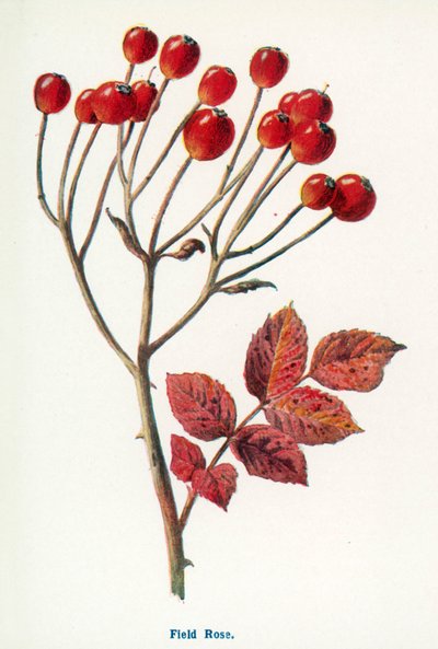  de Frederick Edward Hulme