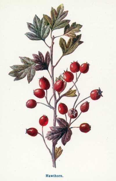  de Frederick Edward Hulme