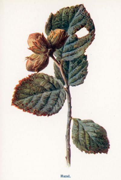  de Frederick Edward Hulme