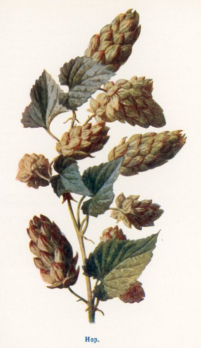 de Frederick Edward Hulme