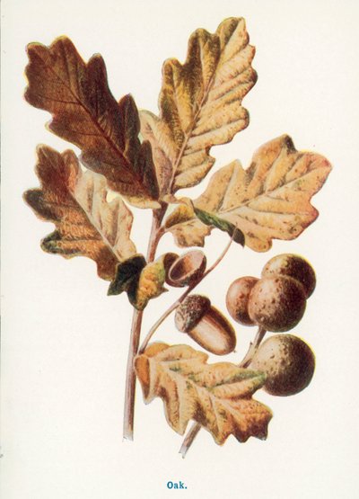 de Frederick Edward Hulme