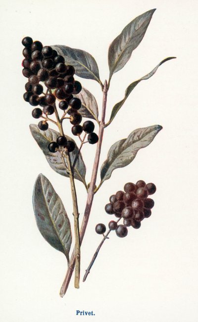 de Frederick Edward Hulme