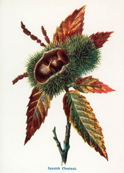  de Frederick Edward Hulme