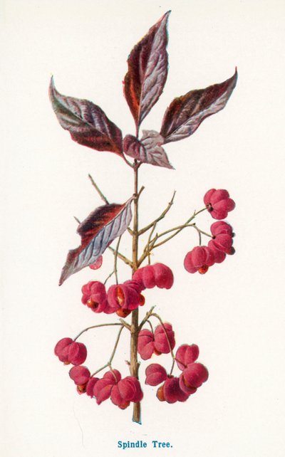  de Frederick Edward Hulme