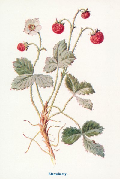  de Frederick Edward Hulme