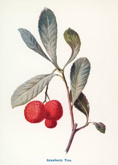  de Frederick Edward Hulme