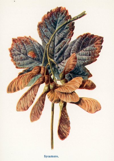  de Frederick Edward Hulme
