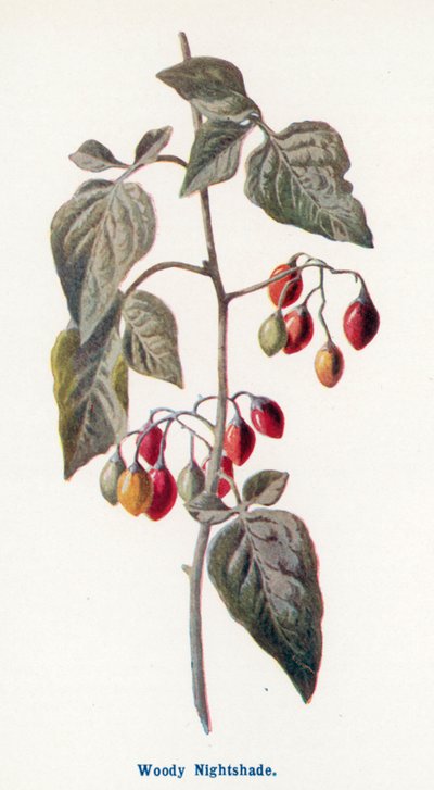  de Frederick Edward Hulme