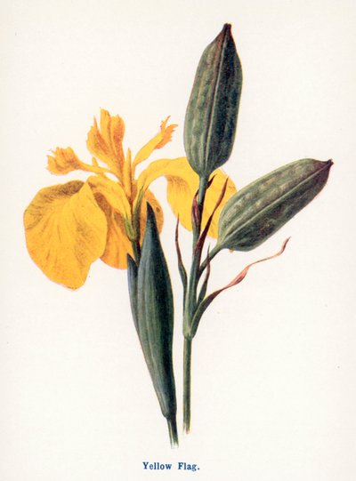  de Frederick Edward Hulme