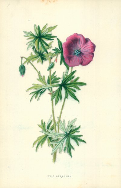 Geranio silvestre de Frederick Edward Hulme
