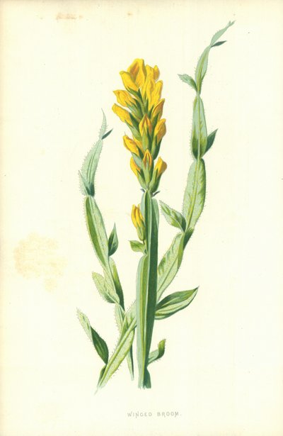 Escoba Alada de Frederick Edward Hulme