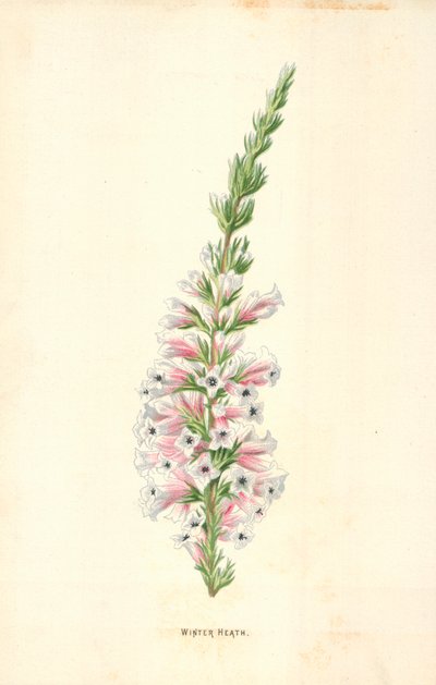 Brezo de Invierno de Frederick Edward Hulme