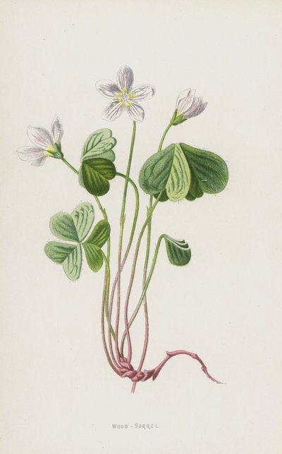 Acederilla de Frederick Edward Hulme