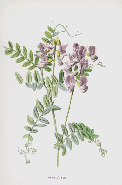 Vicia sylvatica de Frederick Edward Hulme
