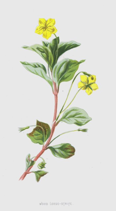Lysimachia de bosque de Frederick Edward Hulme