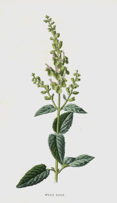Salvia de bosque de Frederick Edward Hulme