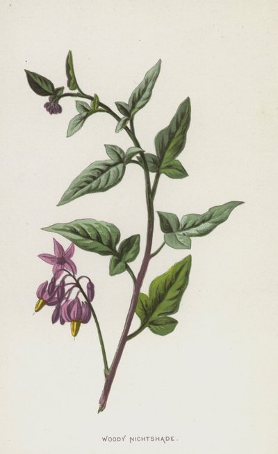 Solano leñoso de Frederick Edward Hulme