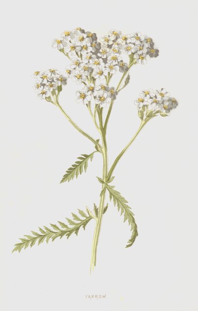 Milenrama de Frederick Edward Hulme