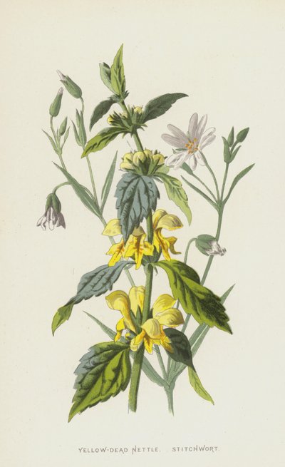 Ortiga muerta amarilla, Stellaria de Frederick Edward Hulme