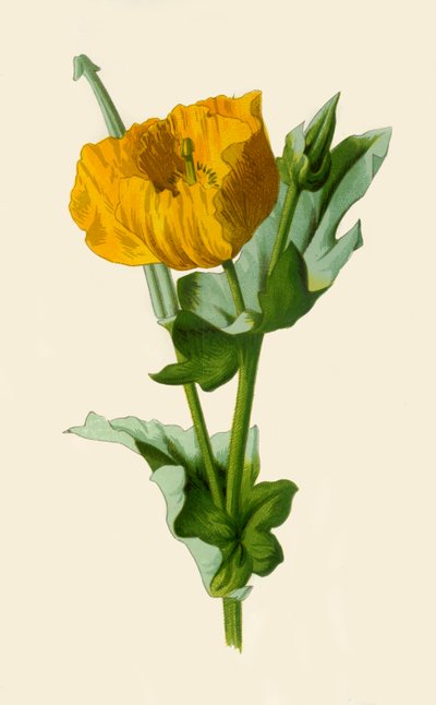 Amapola cornuda amarilla, 1877 de Frederick Edward Hulme