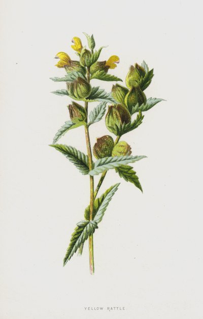 Rattle Amarillo de Frederick Edward Hulme