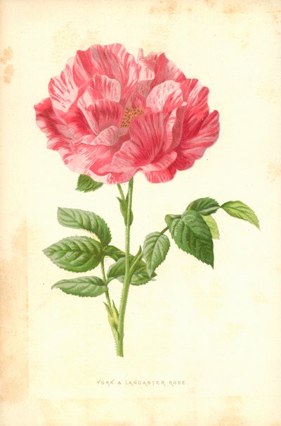Rosa de York y Lancaster de Frederick Edward Hulme