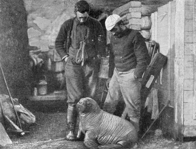 Cría de Morsa de Frederick George Jackson