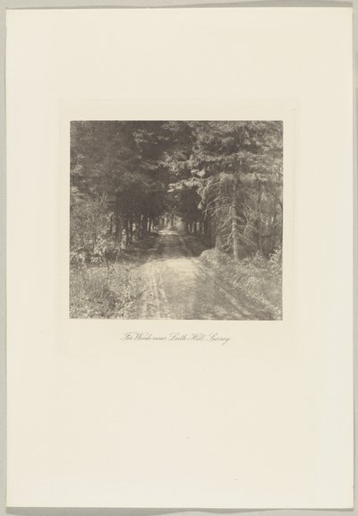 Bosque de abetos cerca de Leith Hill, Surrey de Frederick H. Evans