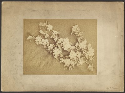 Flor de manzano de Frederick H. Hollyer