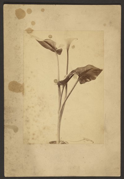 [Calla Lily] de Frederick H. Hollyer