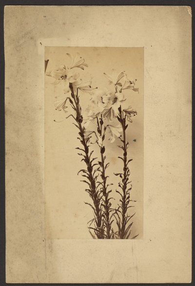 [Day Lily] de Frederick H. Hollyer