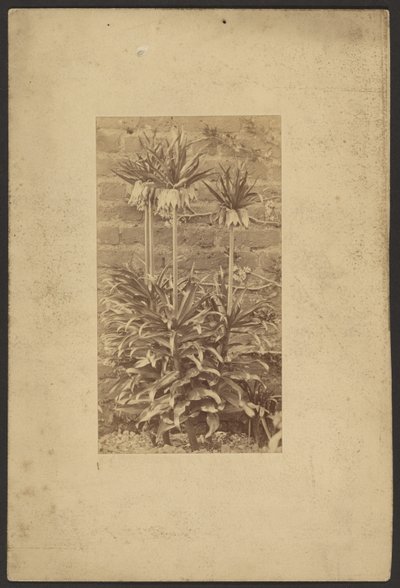 [Planta] de Frederick H. Hollyer