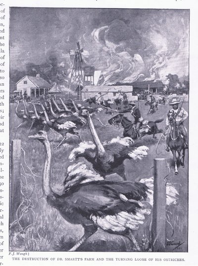 La destrucción de la granja del Dr. Smart y la liberación de los avestruces, de Después de Pretoria: La Guerra de Guerrillas publicado por Harmsworth Bros Limited, 1901 de Frederick Judd Waugh