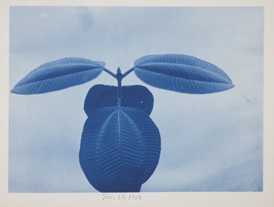 Tibouchina, 28 de noviembre de Frederick K. Coulson