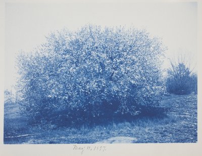Sin título, 11 de mayo de Frederick K. Coulson
