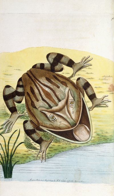 Rana cornuda de Frederick Polydor Nodder