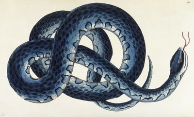 Serpiente de agua del sur de Frederick Polydor Nodder