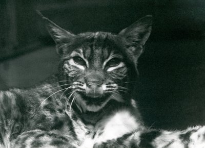 Un bebé lince lamiéndose los labios, Zoológico de Londres, junio de 1925 de Frederick William Bond