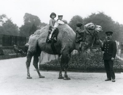Paseo en camello bactriano con el cuidador Harry Warwick en el Zoológico de Londres, junio de 1924 de Frederick William Bond