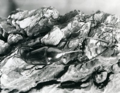 Un Gorgojo de Bambú descansando en un trozo de corteza, Zoológico de Londres, 1927 de Frederick William Bond